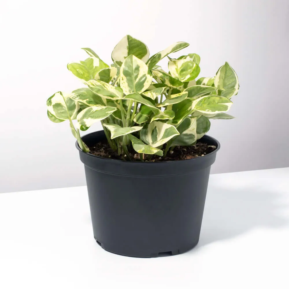 Pearls and Jade Pothos