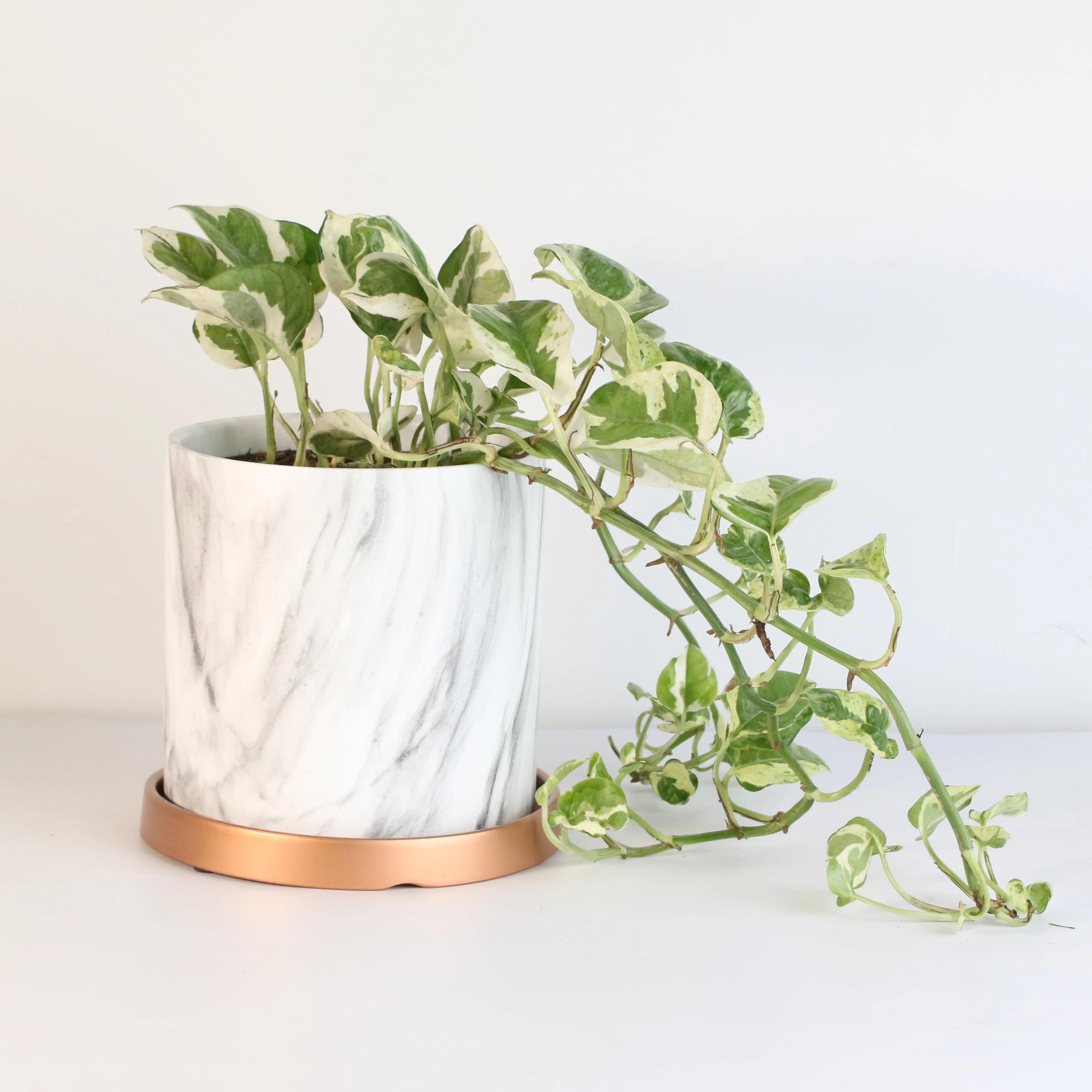 Pearls and Jade Pothos