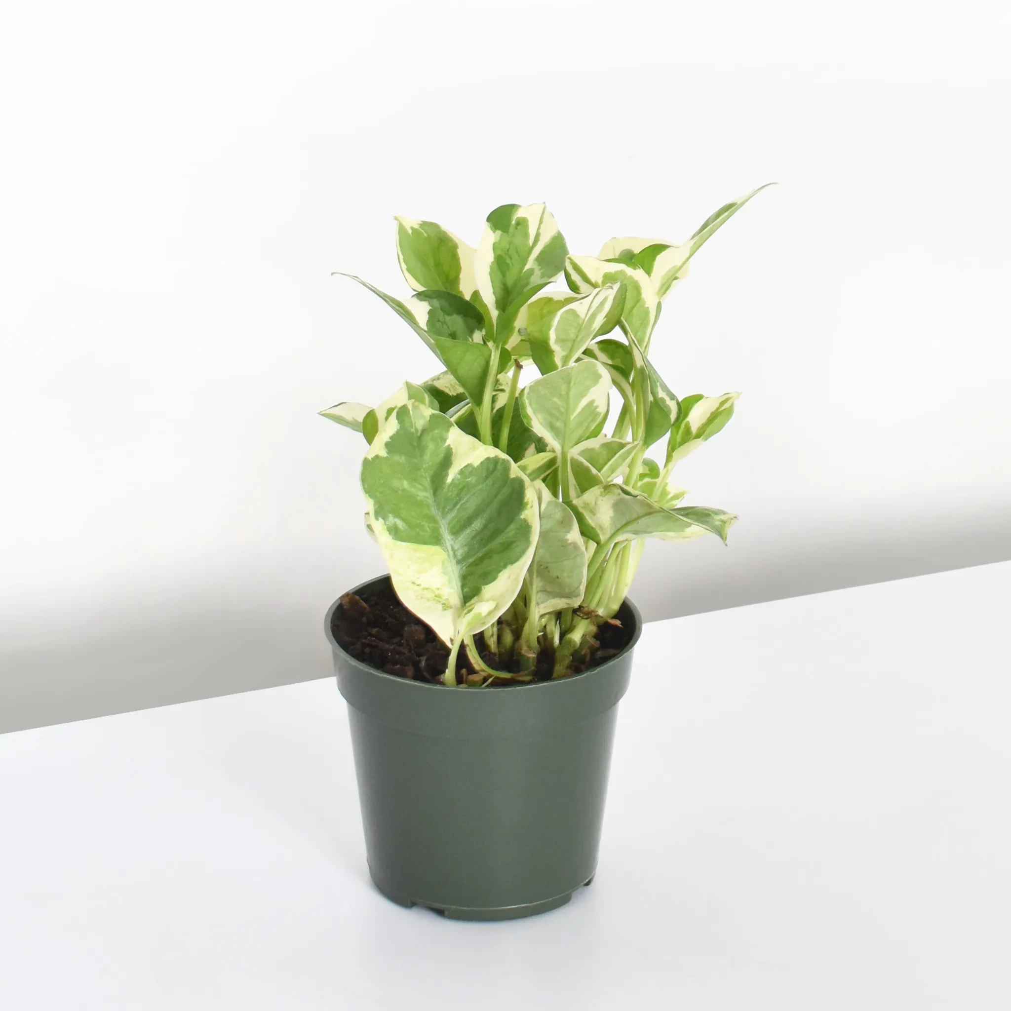 Pearls and Jade Pothos