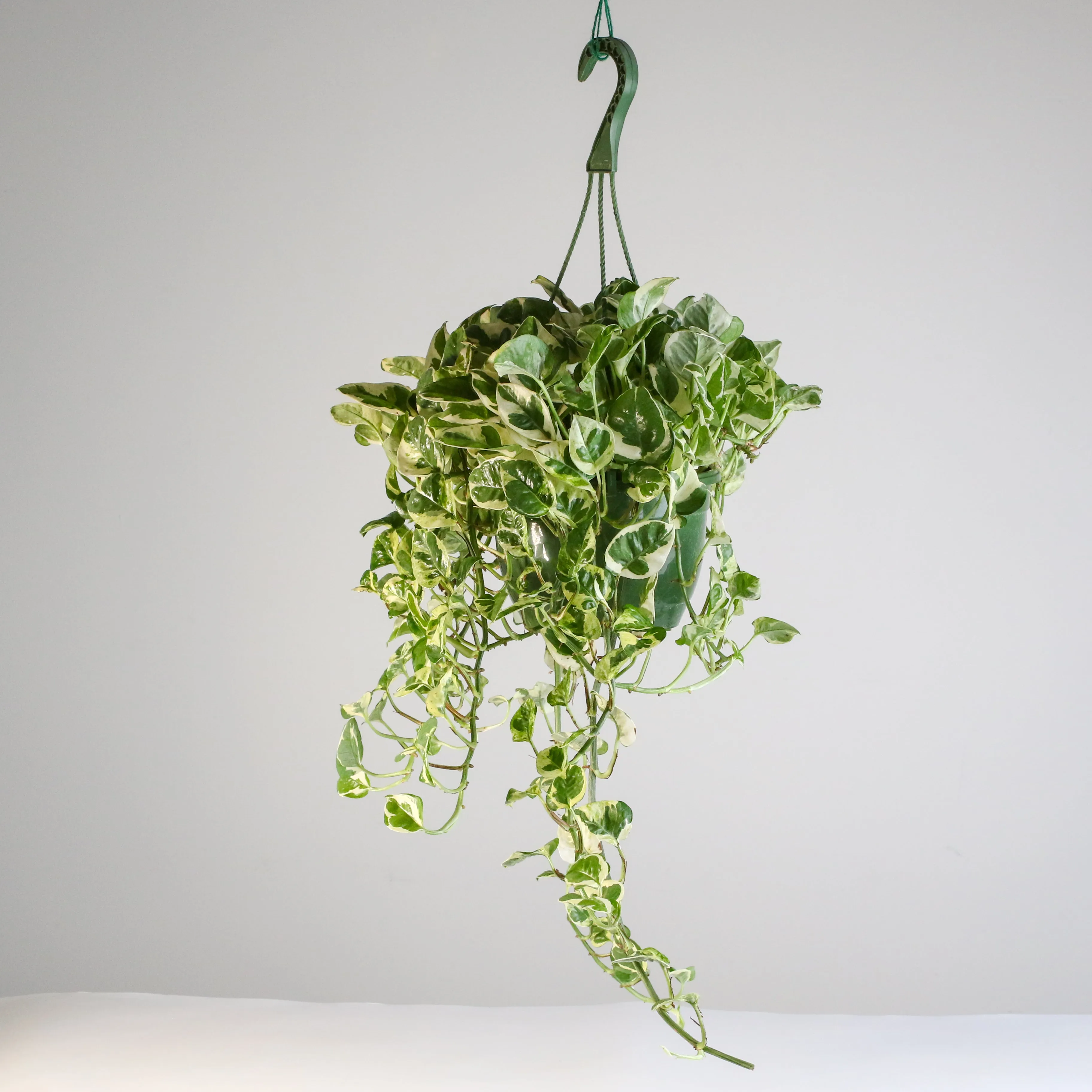 Pearls and Jade Pothos