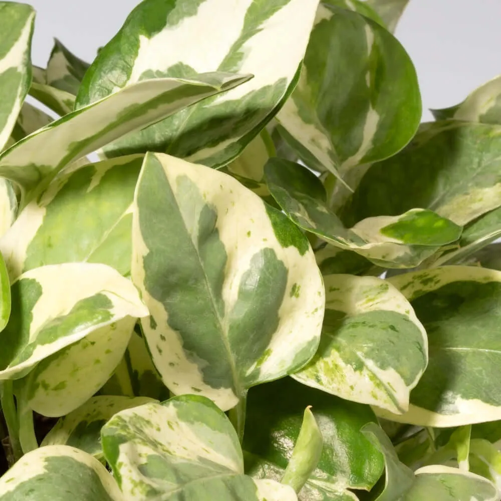 Pearls and Jade Pothos
