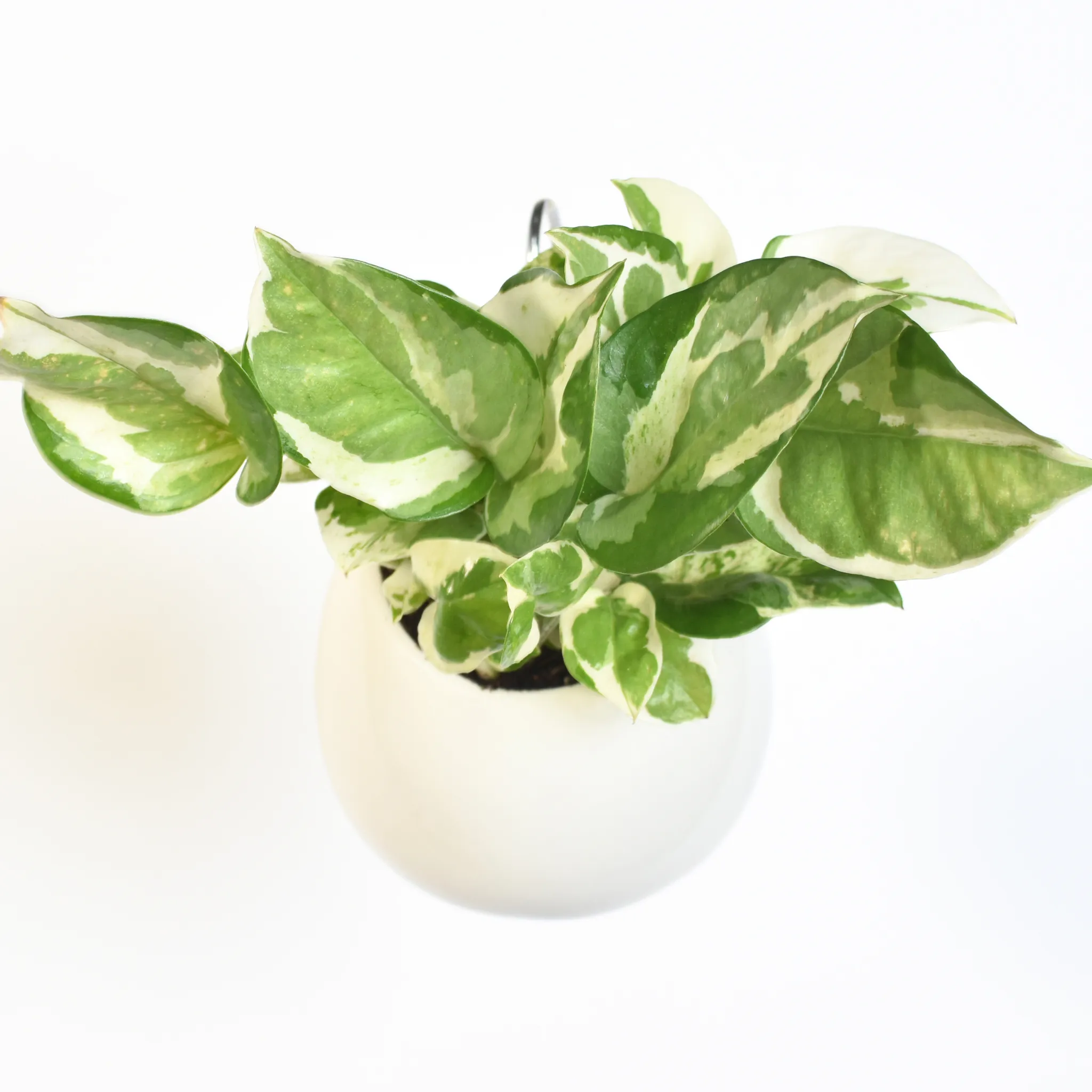 Pearls and Jade Pothos