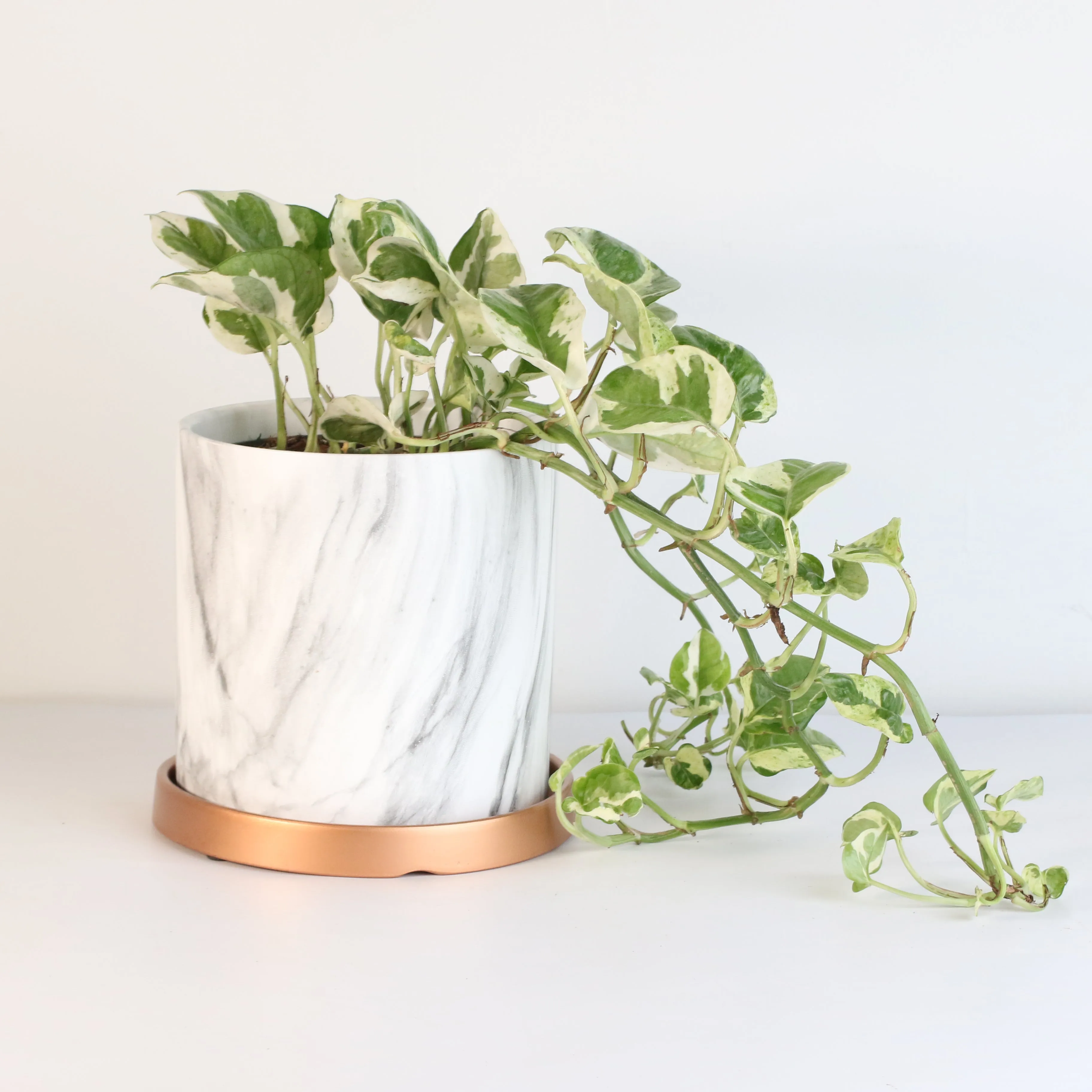 Pearls and Jade Pothos