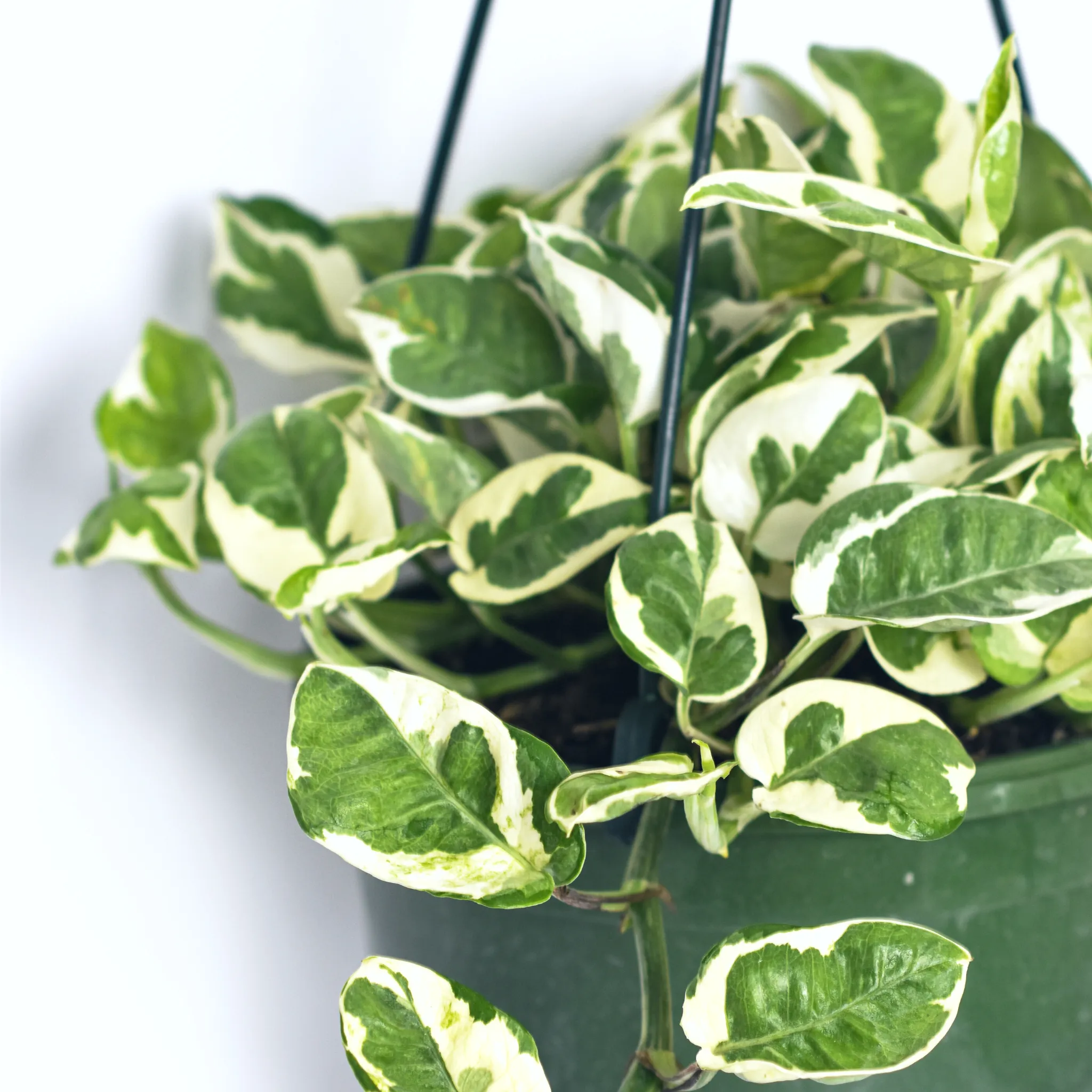 Pearls and Jade Pothos