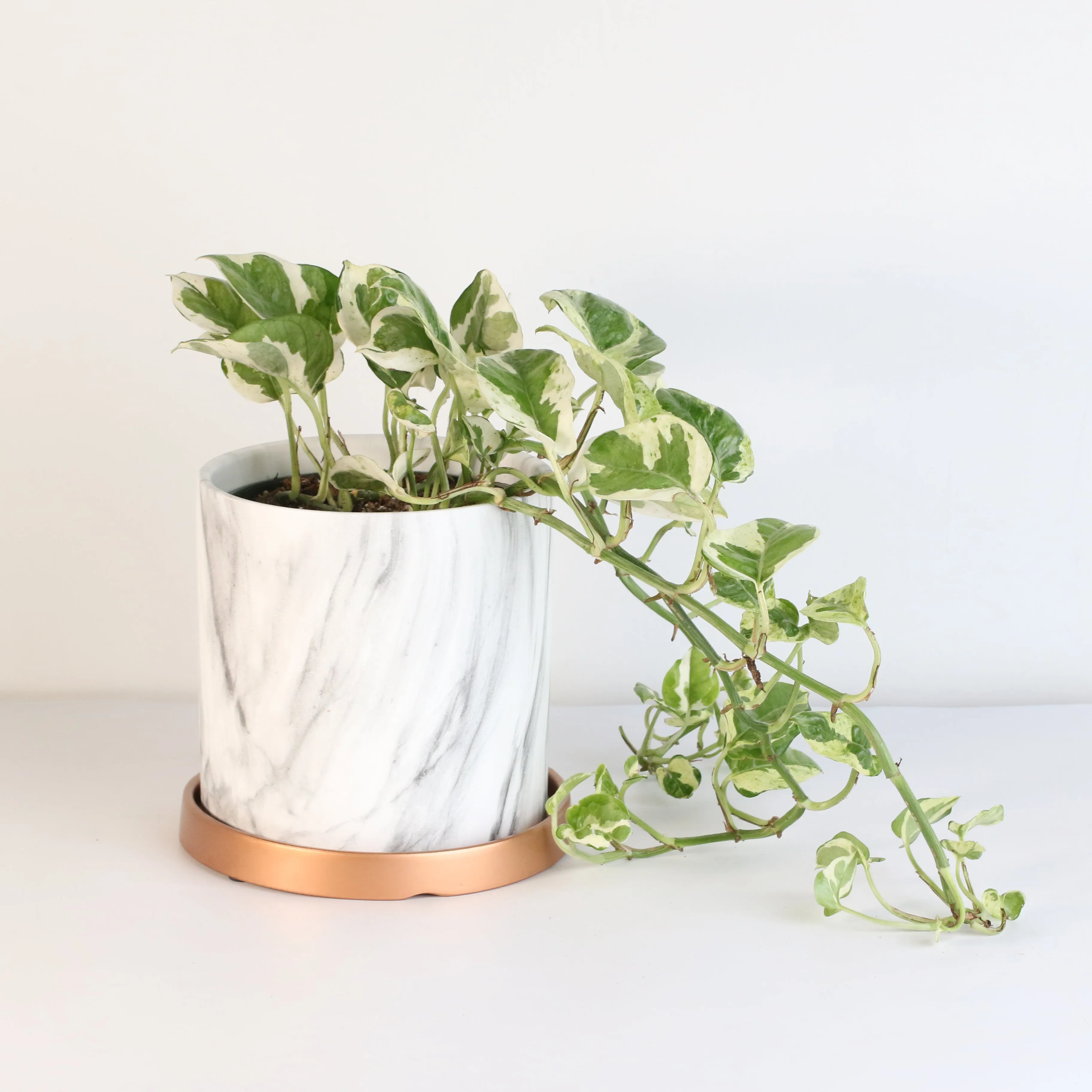 Pearls and Jade Pothos