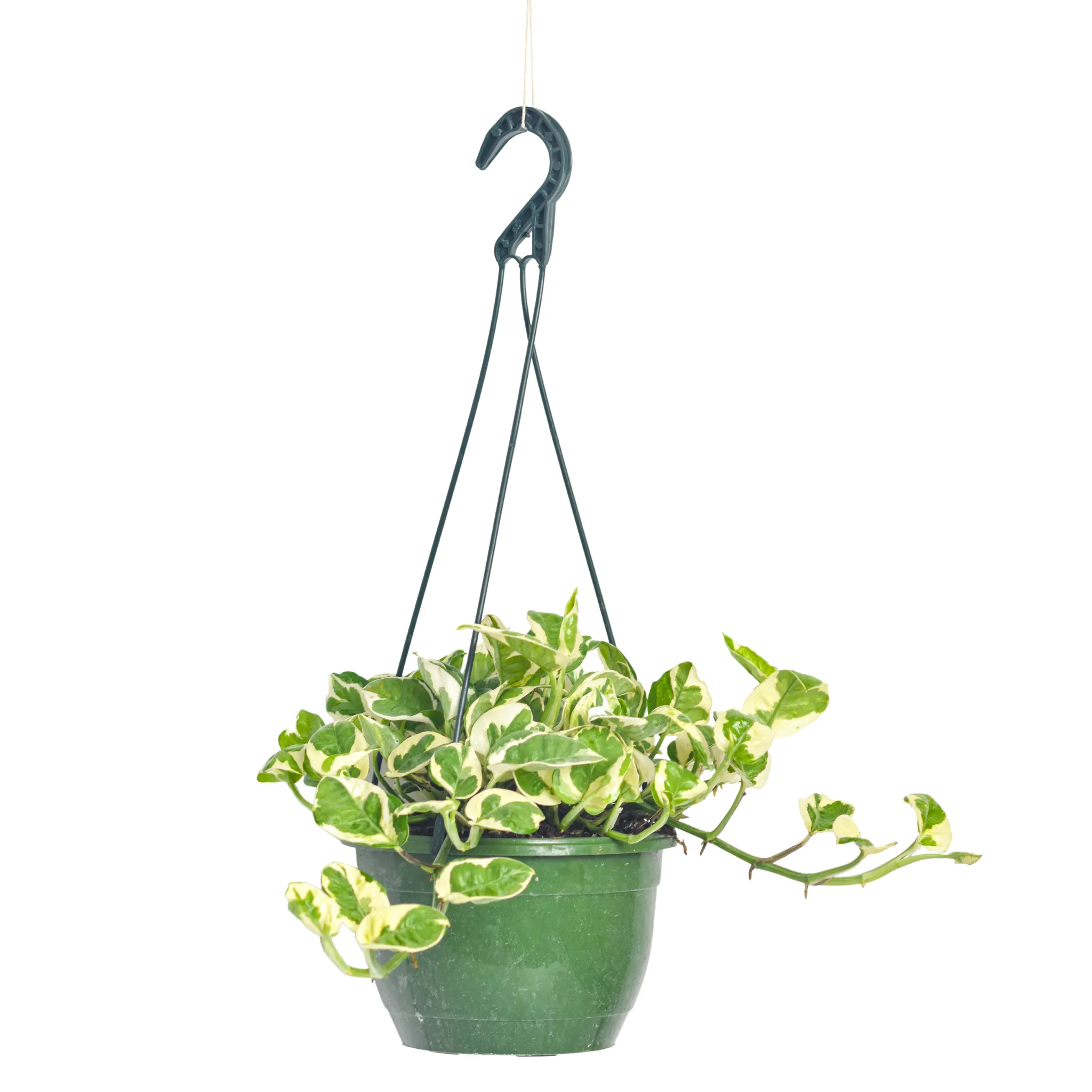 Pearls and Jade Pothos