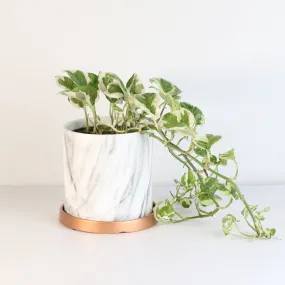 Pearls and Jade Pothos