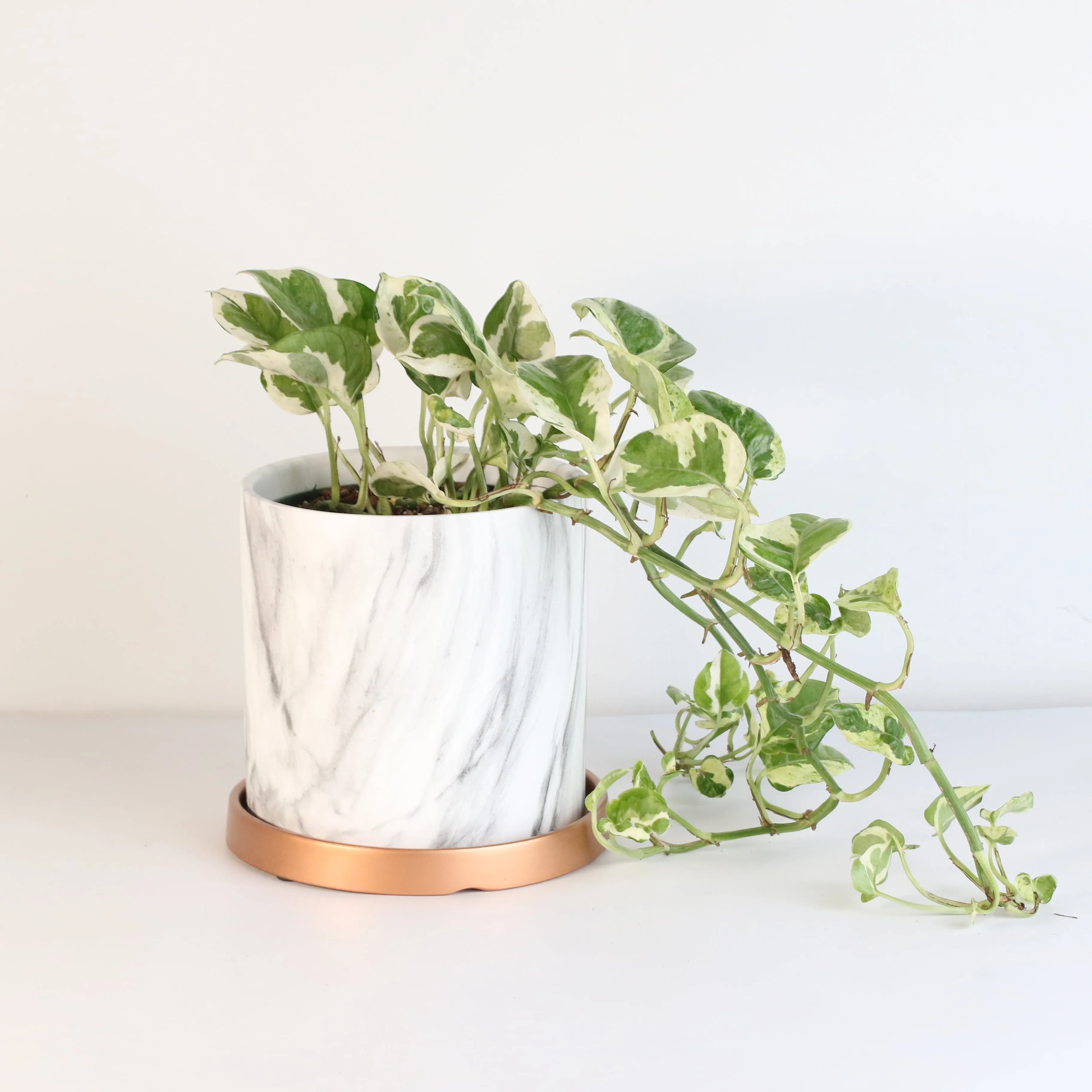 Pearls and Jade Pothos