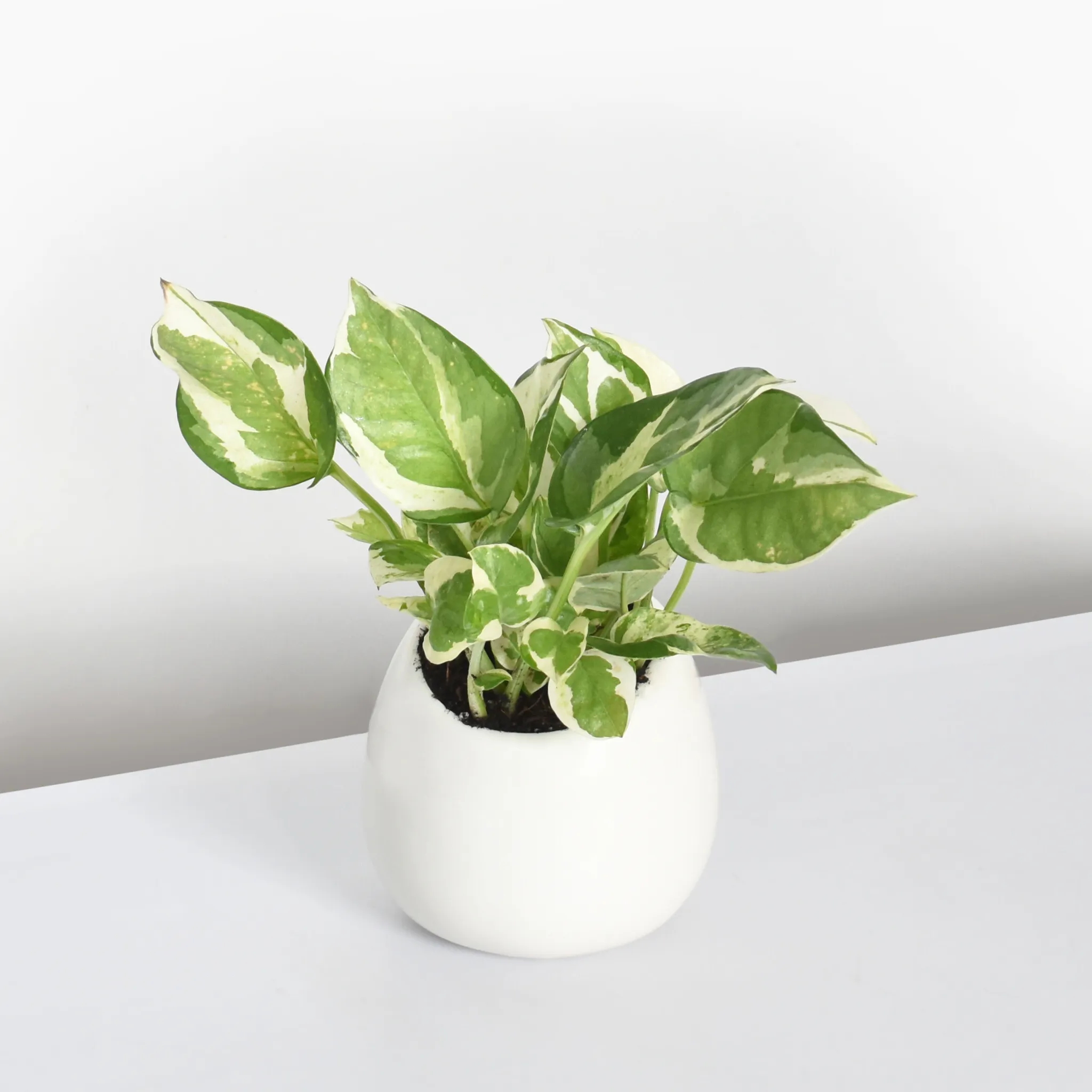 Pearls and Jade Pothos