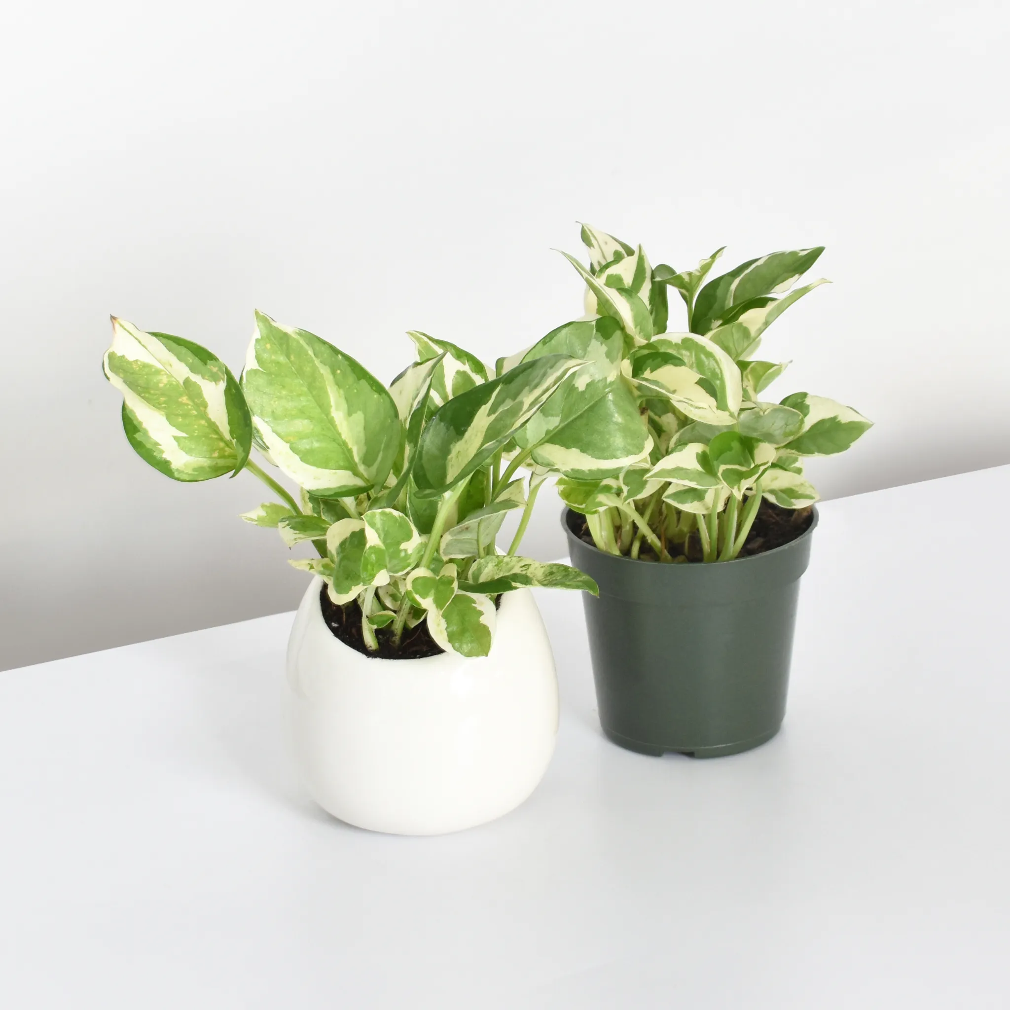 Pearls and Jade Pothos