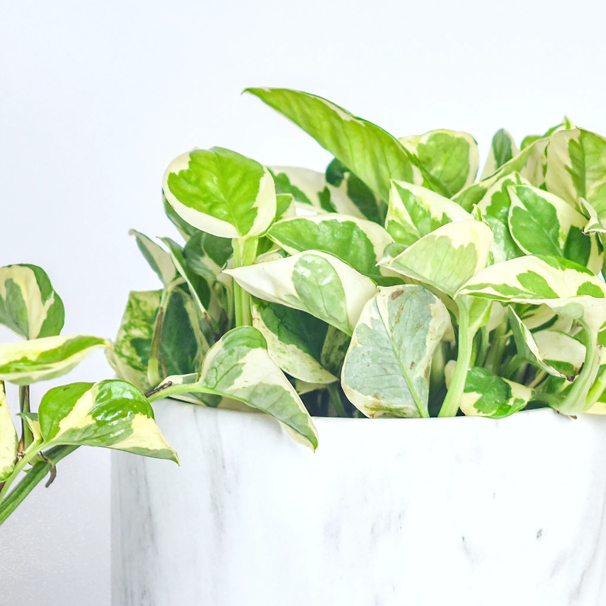 Pearls and Jade Pothos
