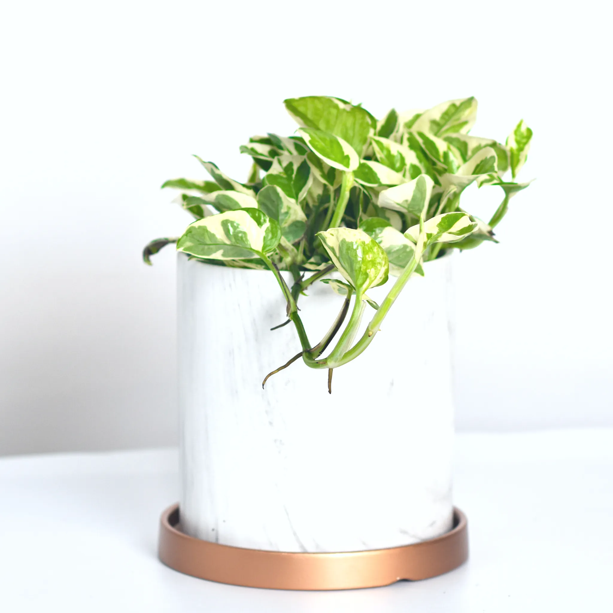 Pearls and Jade Pothos
