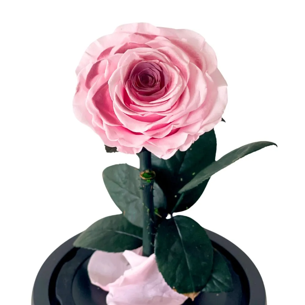 Single Blush Rose