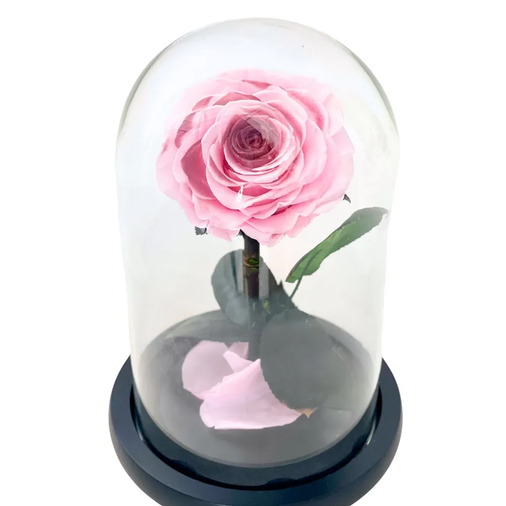 Single Blush Rose