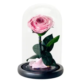 Single Blush Rose